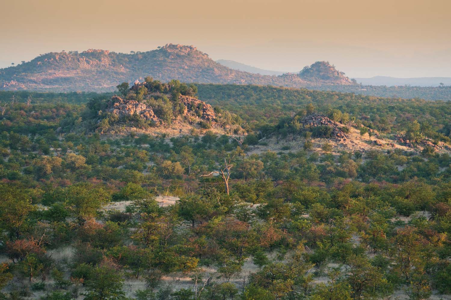 Walking Safari in the Tuli Block