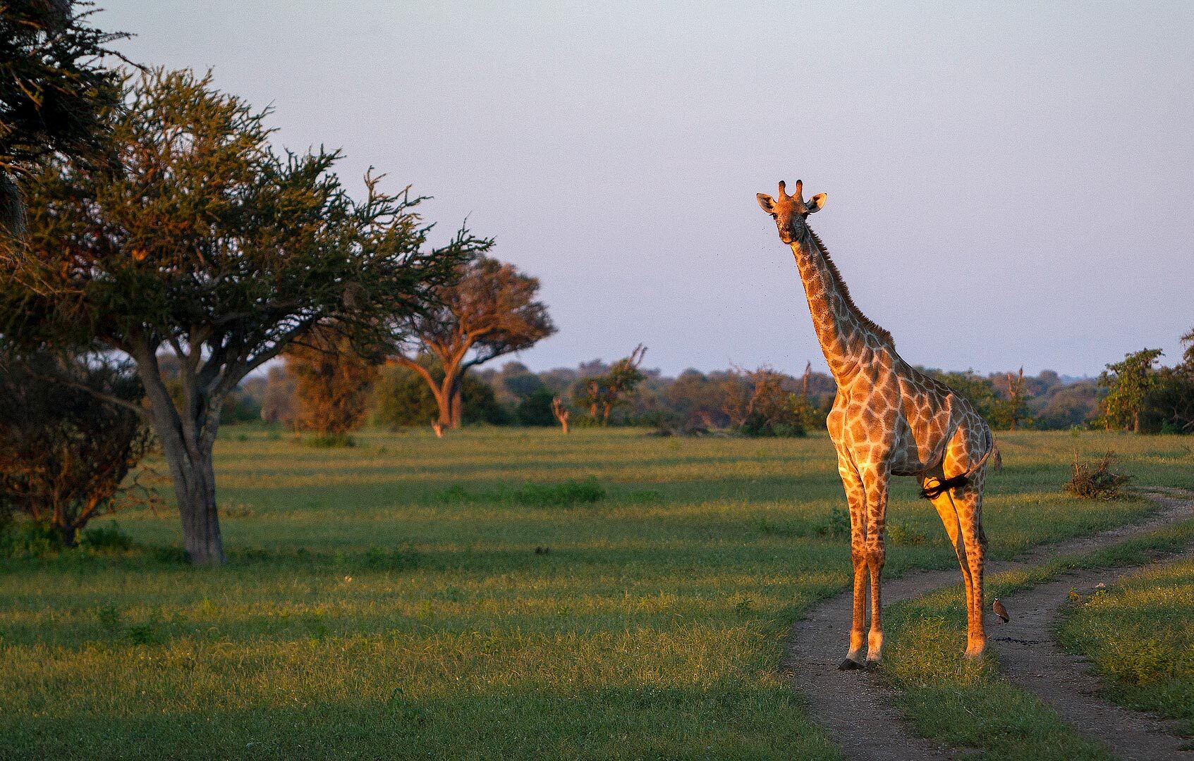 Walking Safari in the Tuli Block