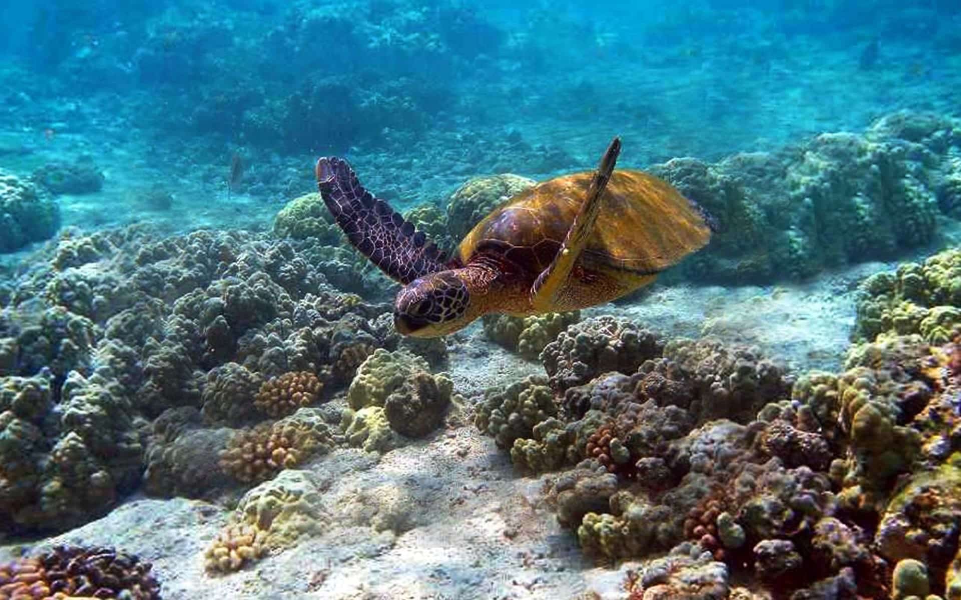Watamu Marine National Park Reef
