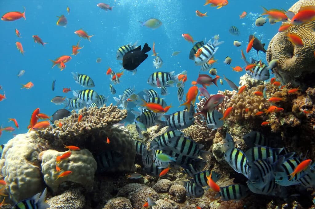 Watamu Marine National Park Reef