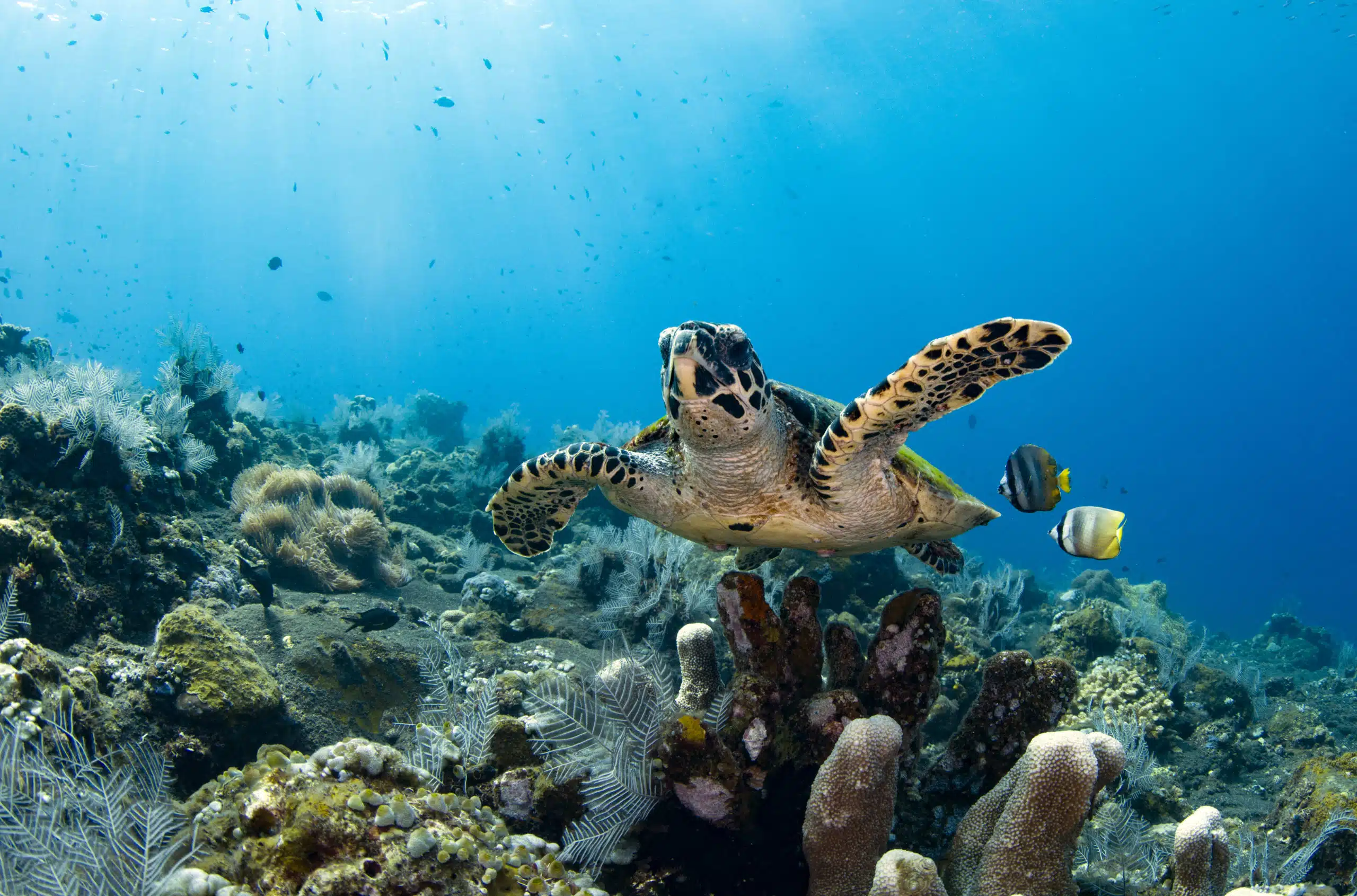 Diving the Watamu Marine National Park Reef