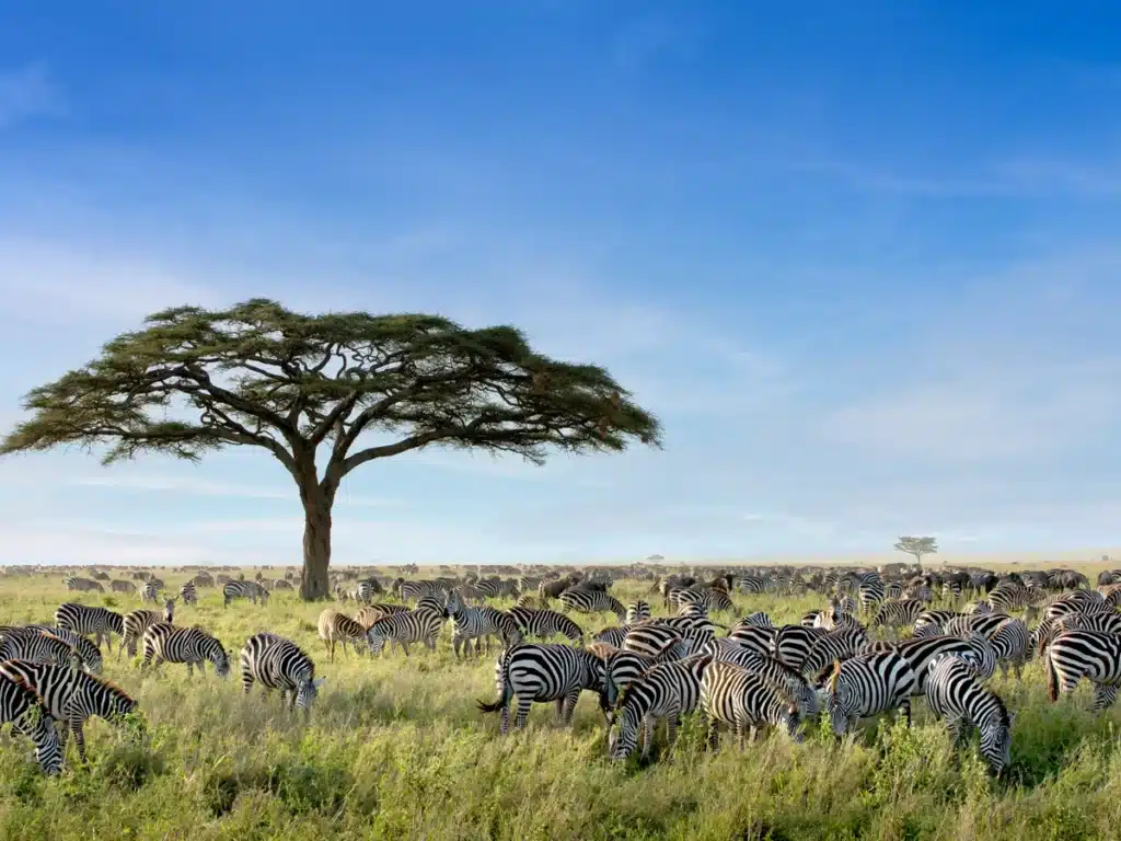 Why Ultimate Tanzania: Serengeti, Selous & the Spice Islands