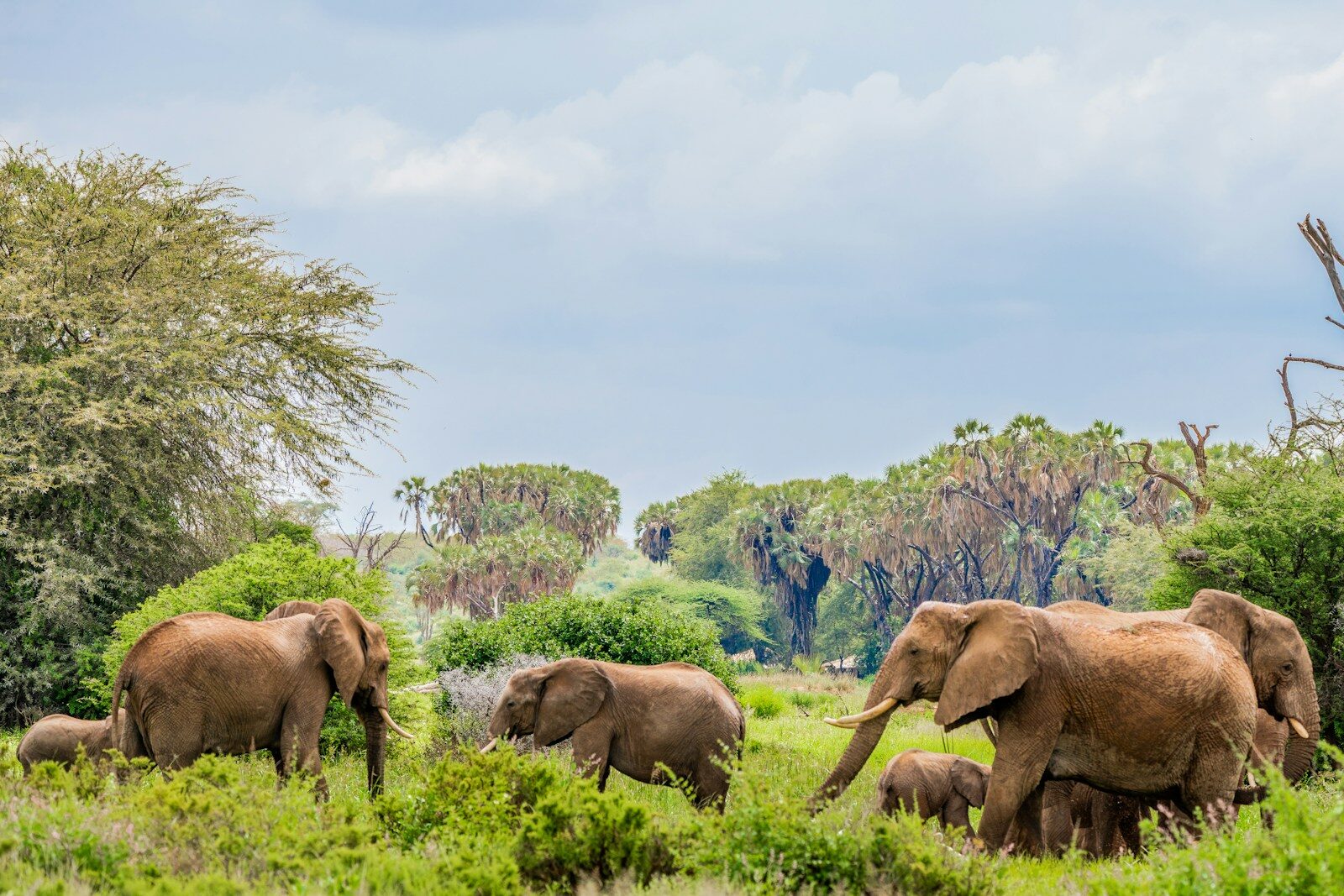 Camel Safari Through Samburu with a Samburu Guide