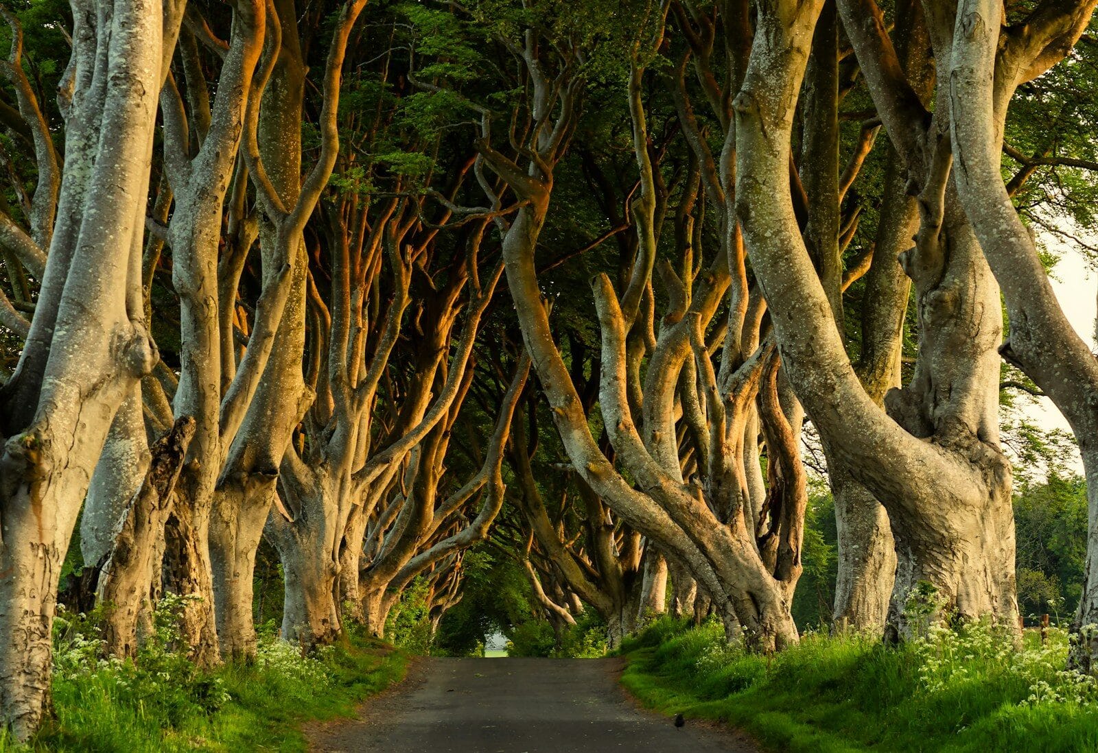 Day 3: The Dark Hedges and the King's Road