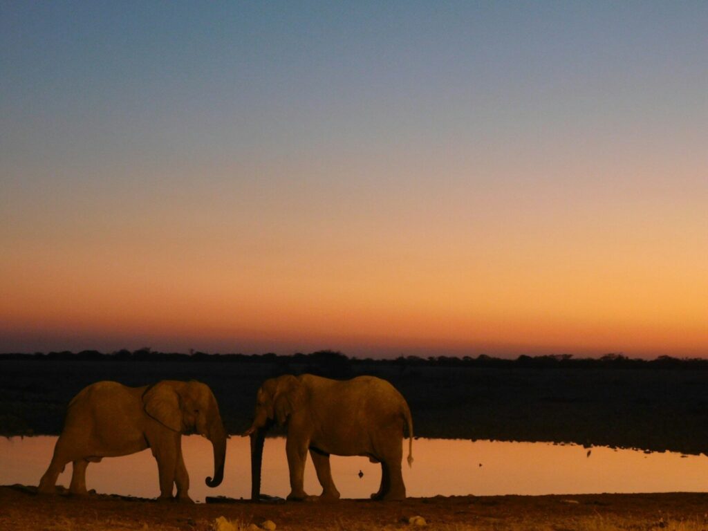 Lewa Wildlife Conservancy