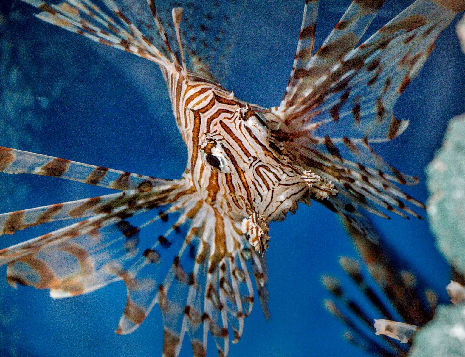 Lion fish, Great Barrier reef
