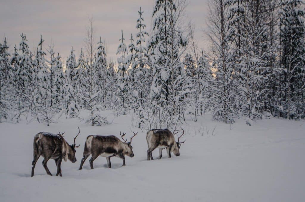 Reindeer Safari