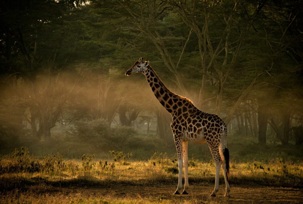 Samburu National Reserve