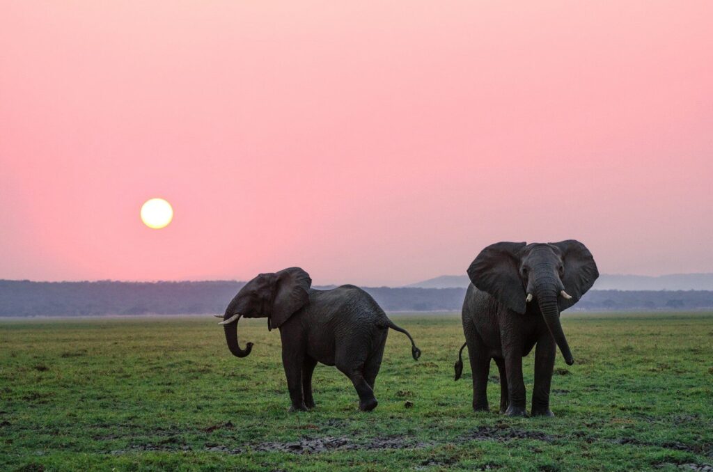 Lewa Wildlife Conservancy