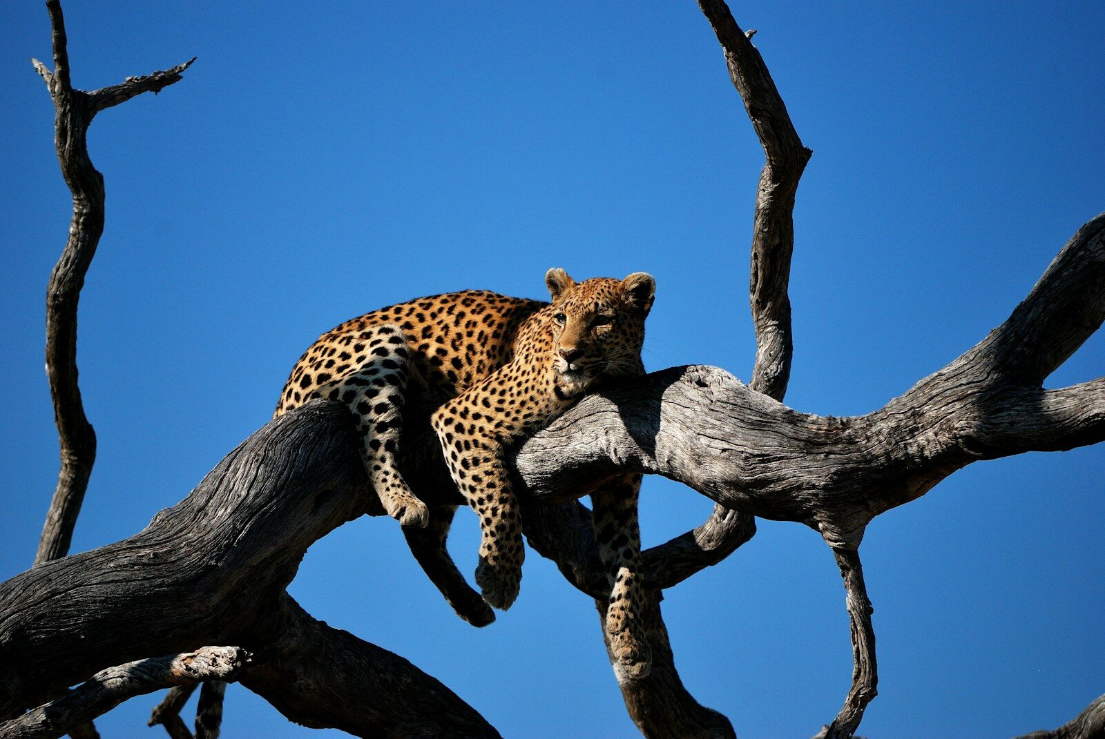 Botswana Overview