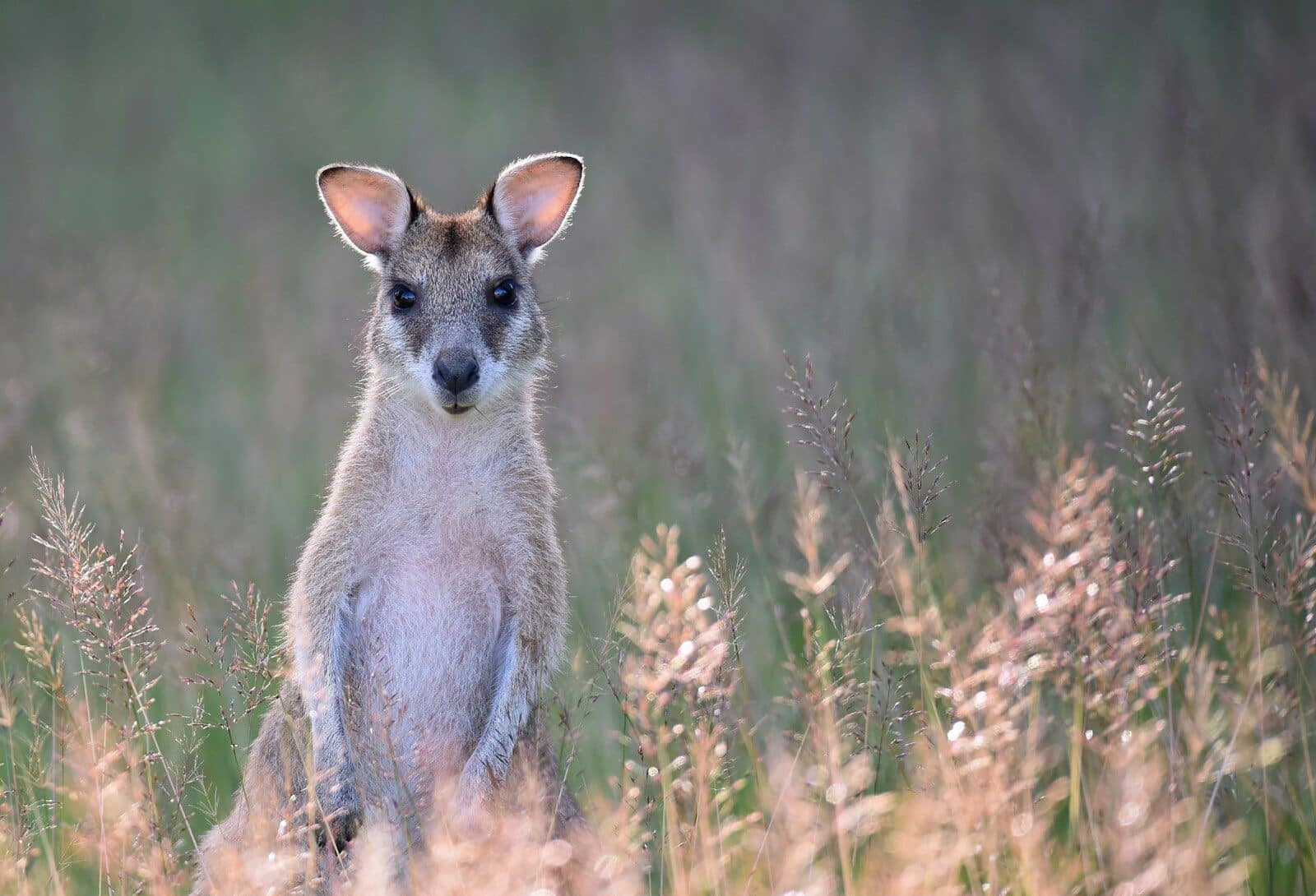 Wallaby on Kangaroo Island - Australia
