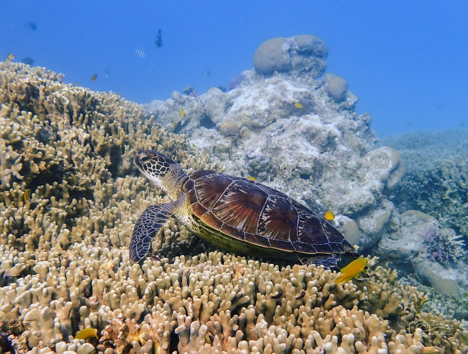 a sea turtle swimming over a coral reef, Great Barrier reef