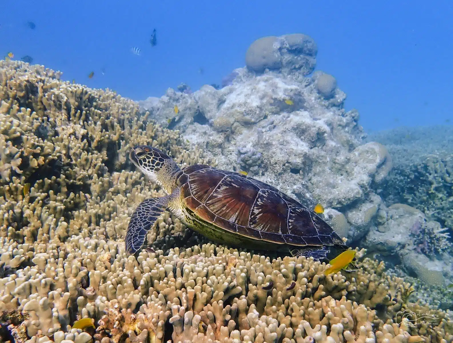 a sea turtle swimming over a coral reef, Great Barrier reef