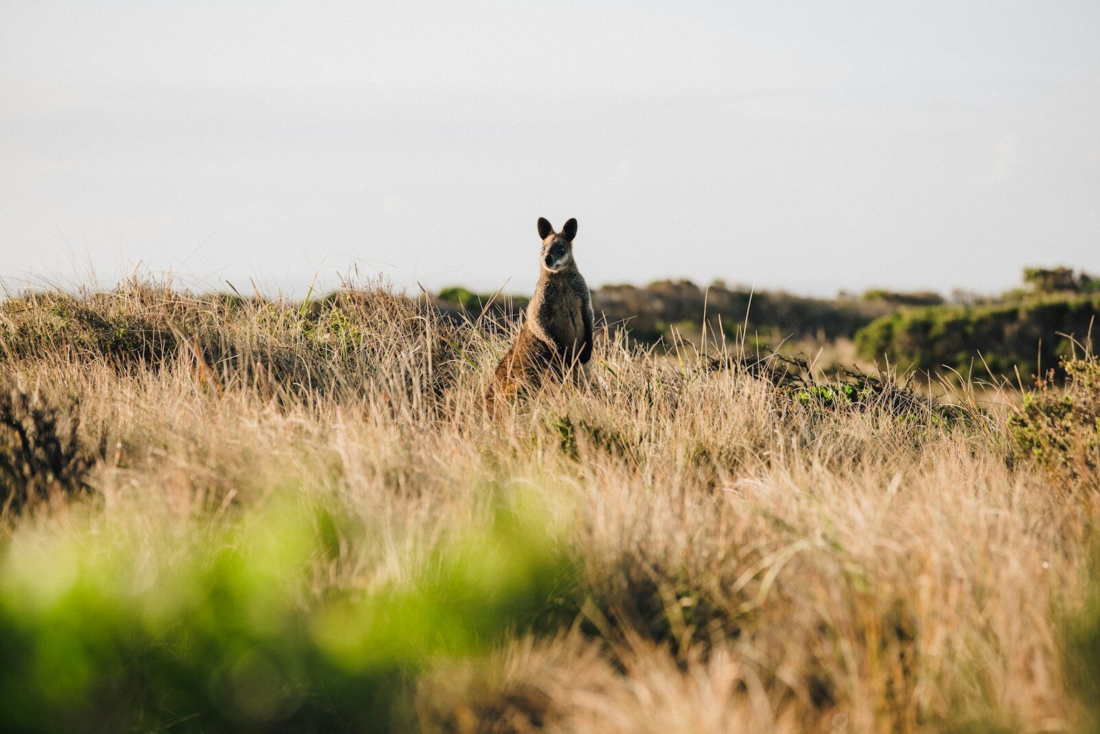 Kangaroo Island