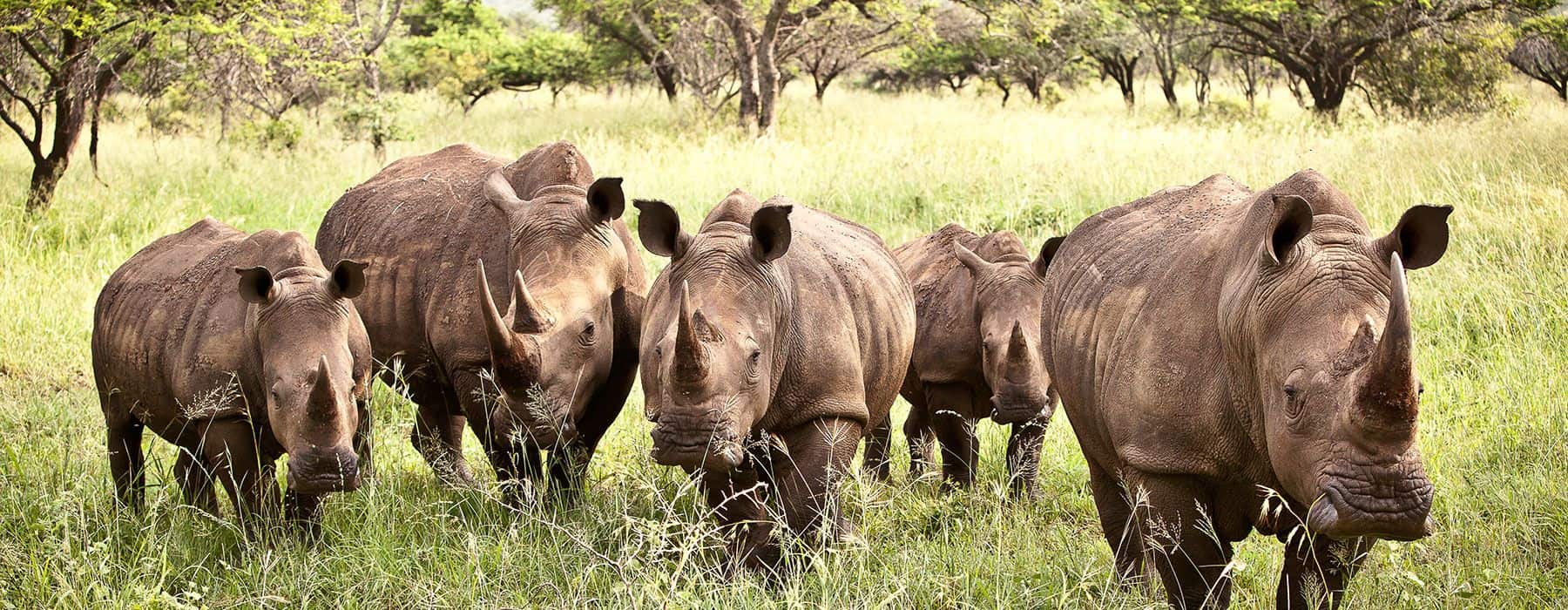 Rhino River Lodge