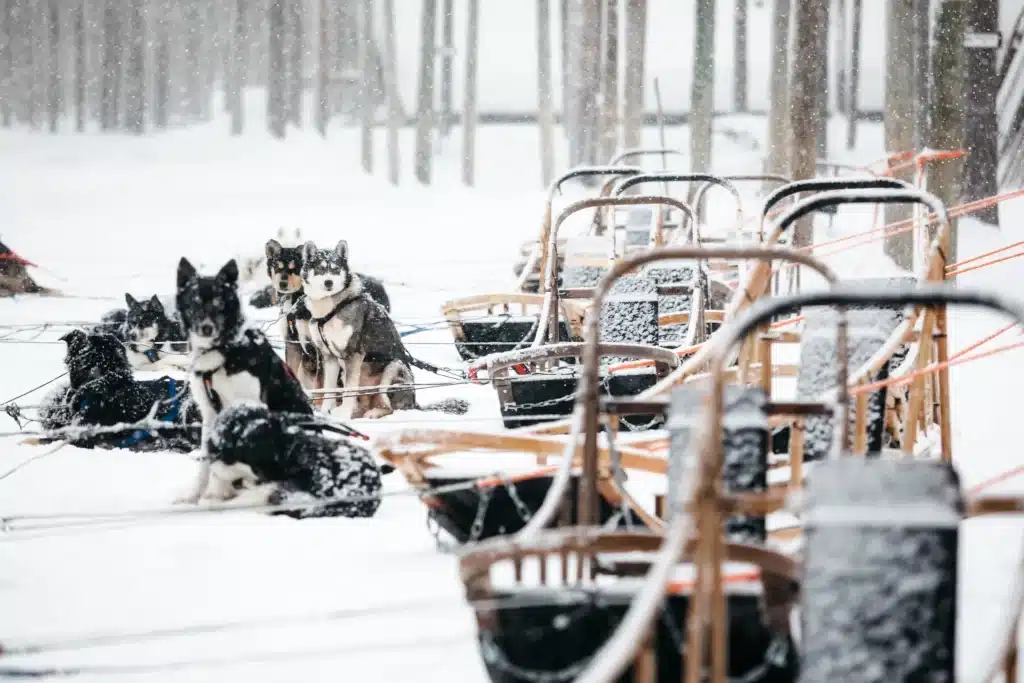 rovaniemi husky safari