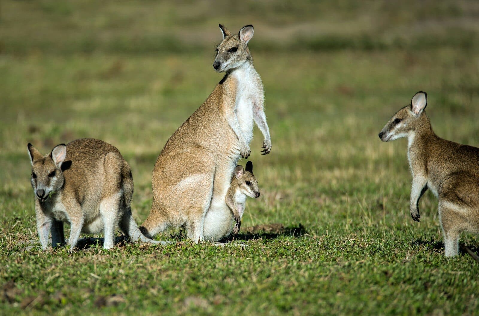group of kangaroos on green grass, Kangaroo Island - Australia