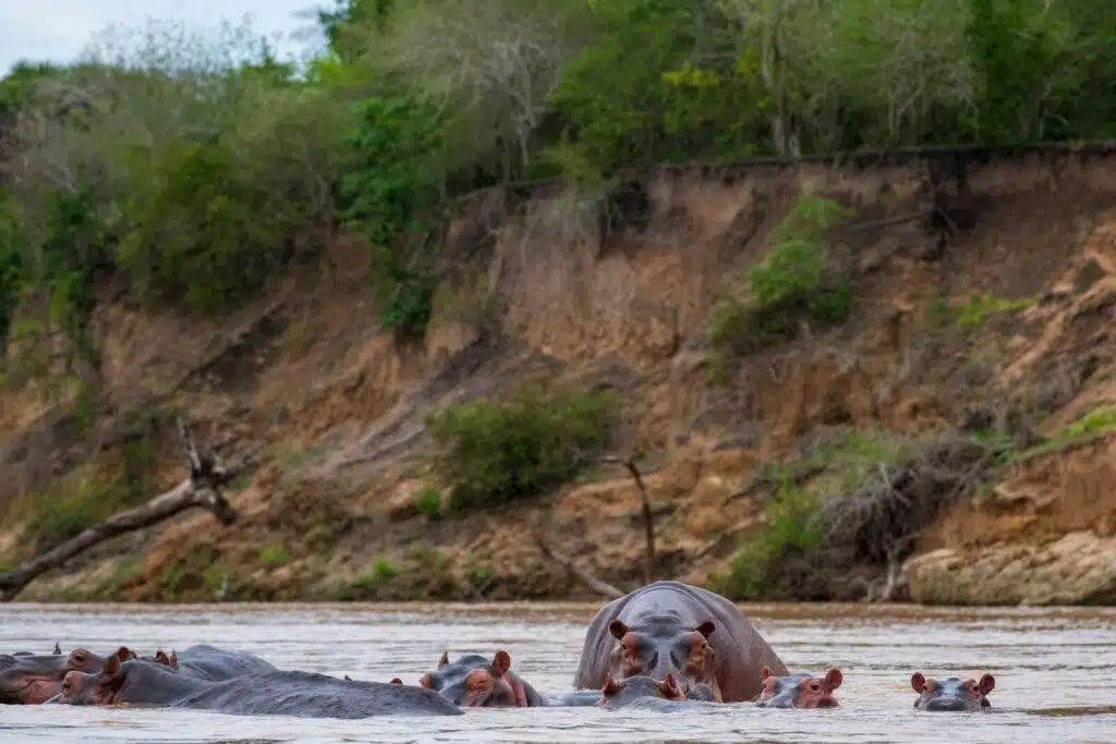 a group of hippos in a body of water