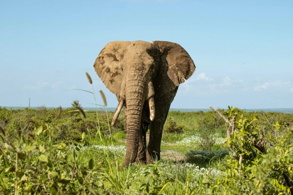 Amboseli