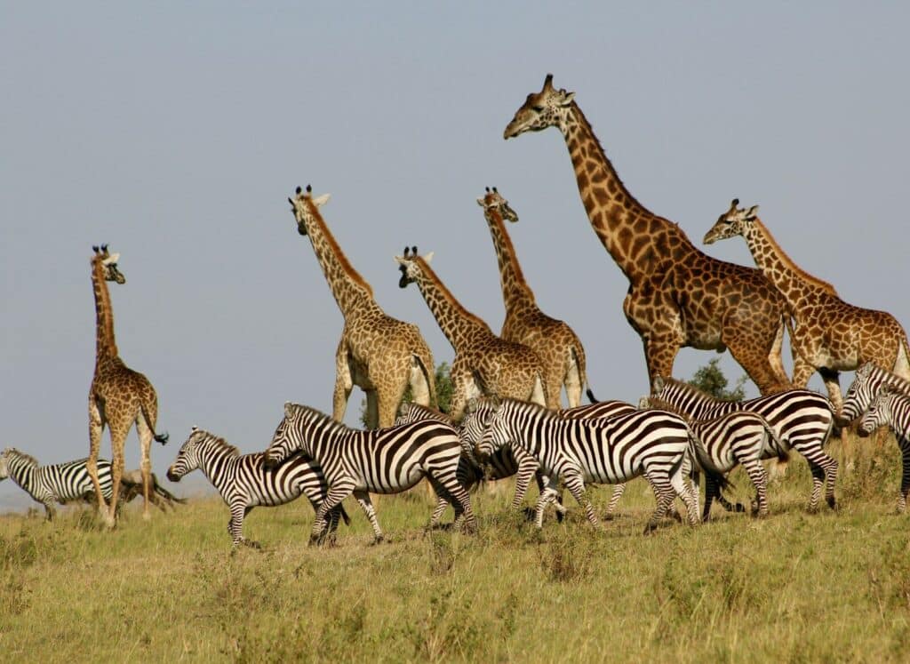 Masai Mara