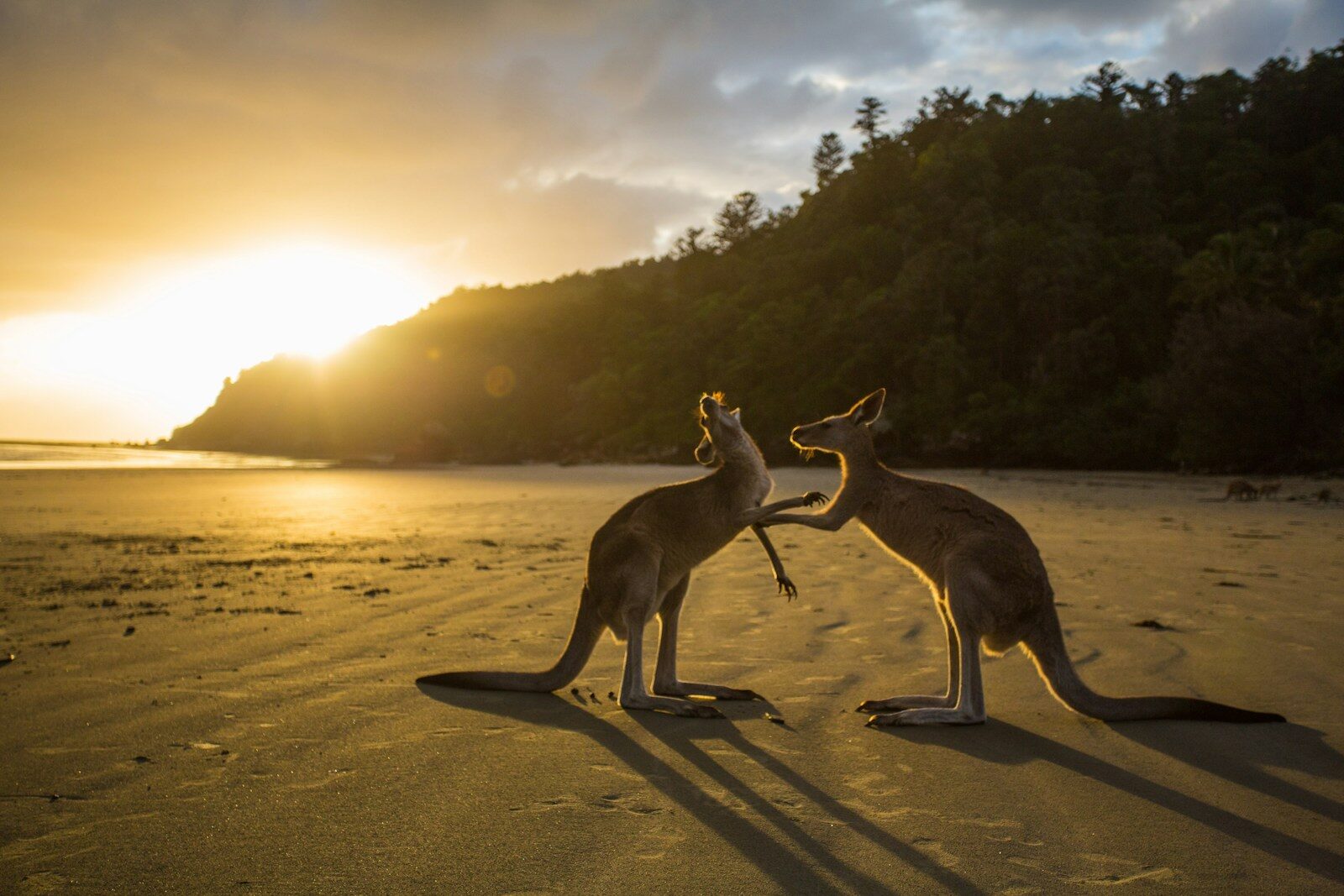 Luxury Kangaroo Island Nocturnal Wildlife Experience