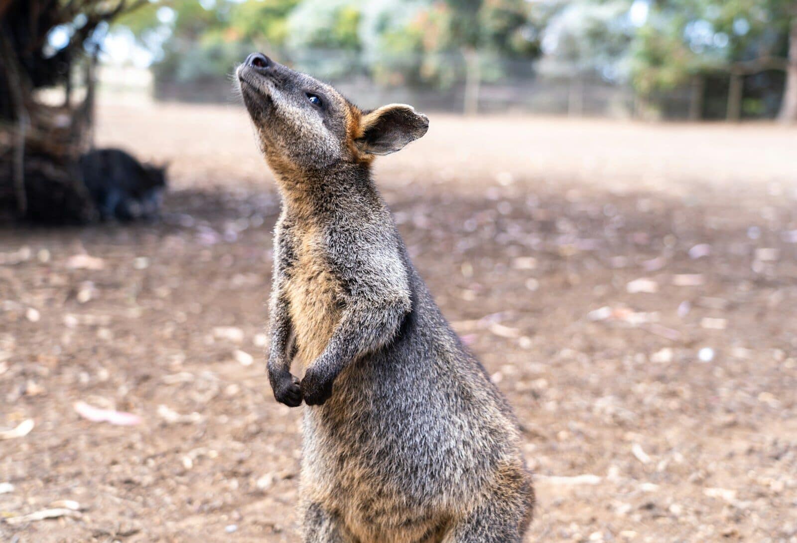 Baby Kangaroo on Kangaroo Island, Australia