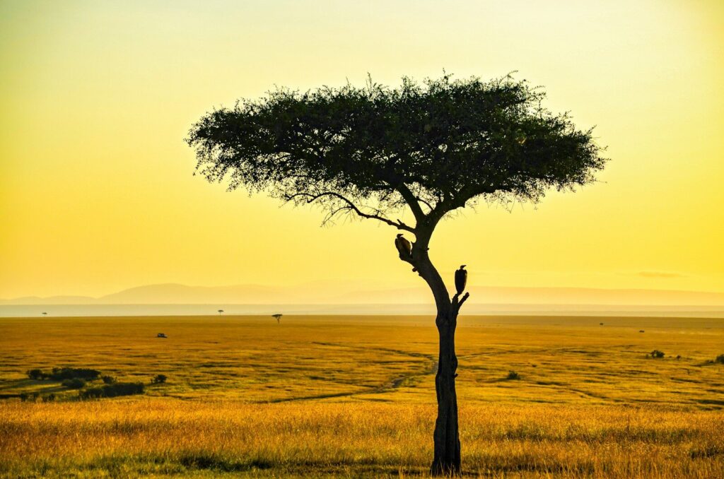 Masai Mara