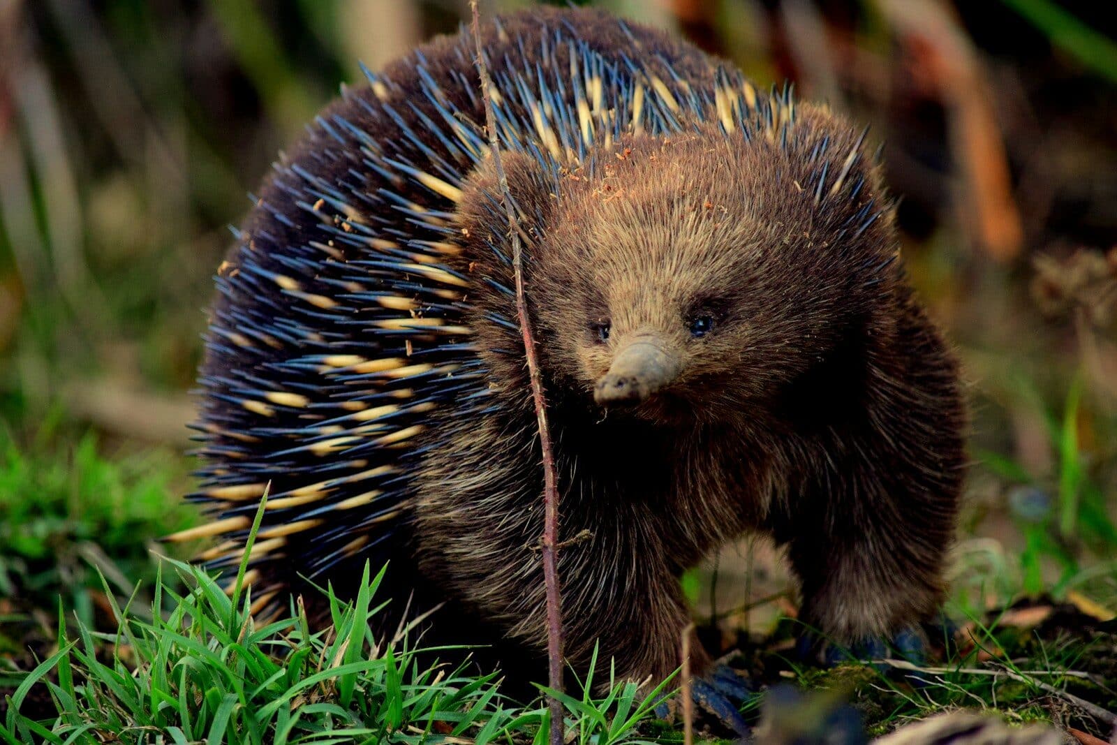 Echidna on kangaroo Island - Australia
