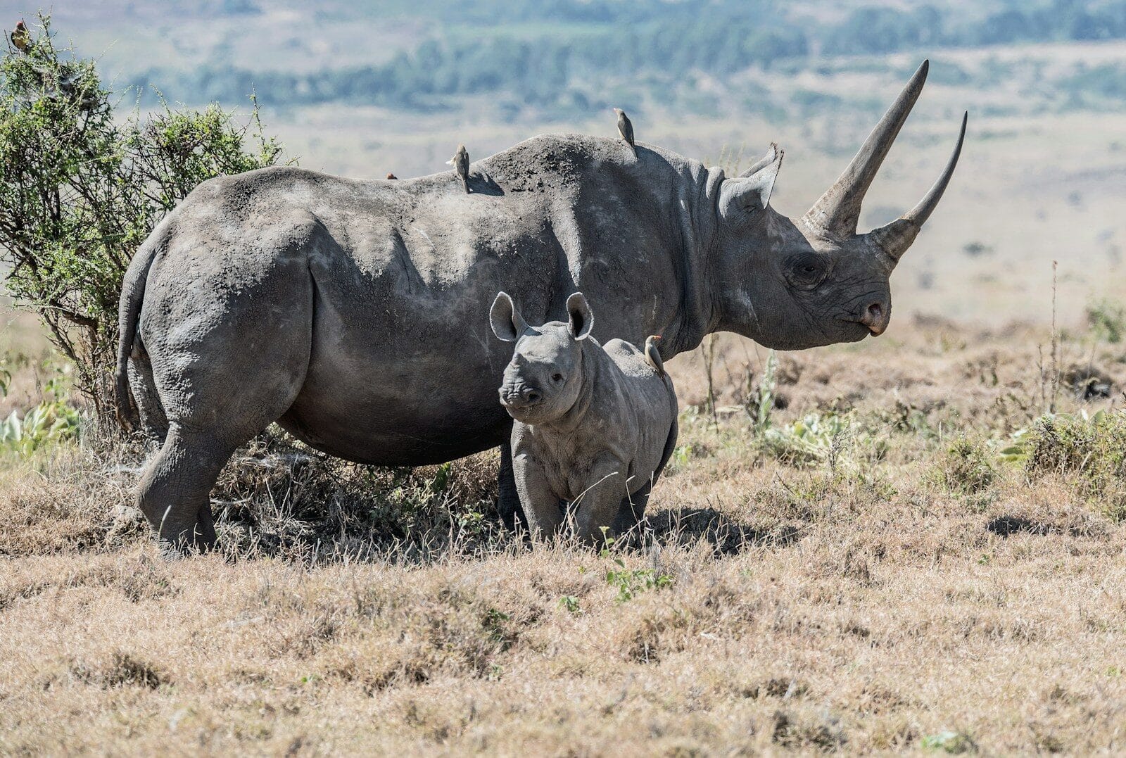Rhino in Lewa Wildlife Conservancy