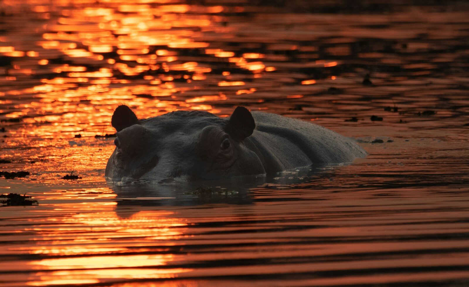 Okavango Delta