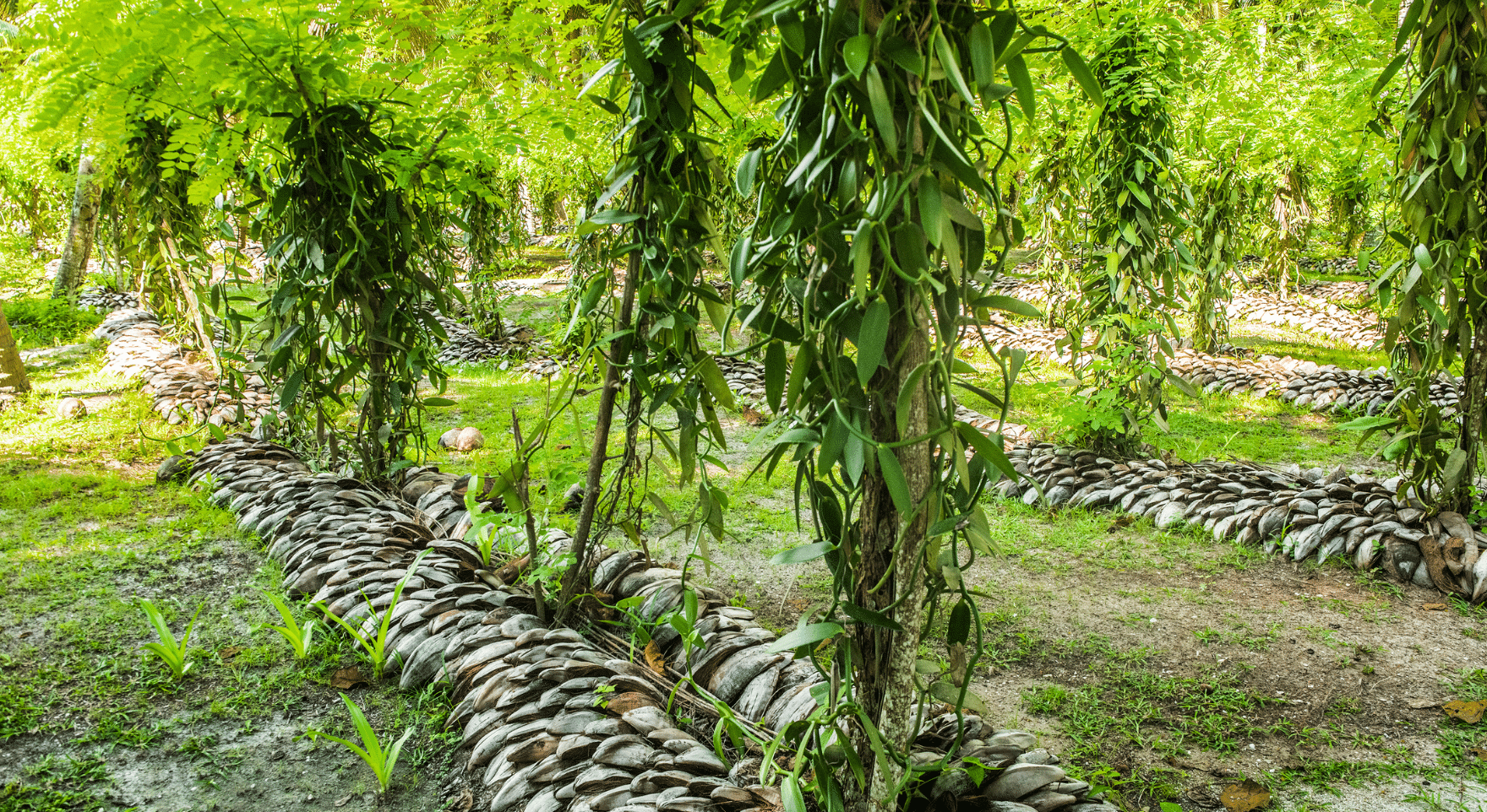 vanilla farm on Taha'a with a local farmer