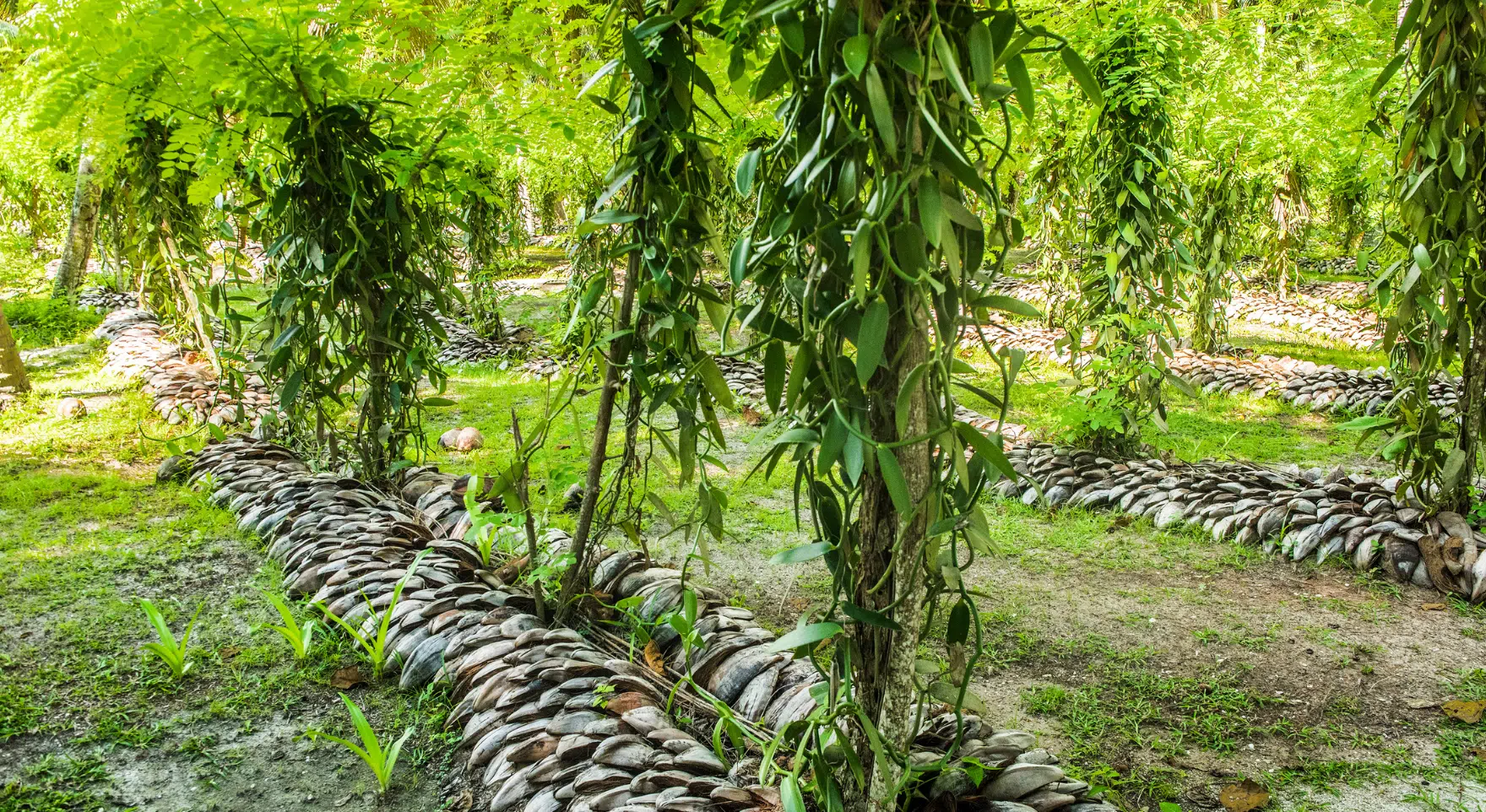 vanilla farm on Taha'a with a local farmer