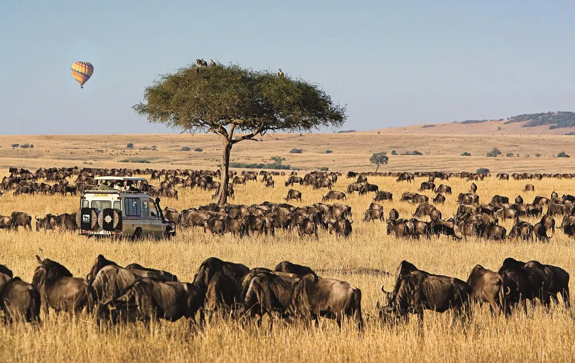 Serengeti vs. Maasai Mara: Which Luxury Safari Is Right for You?