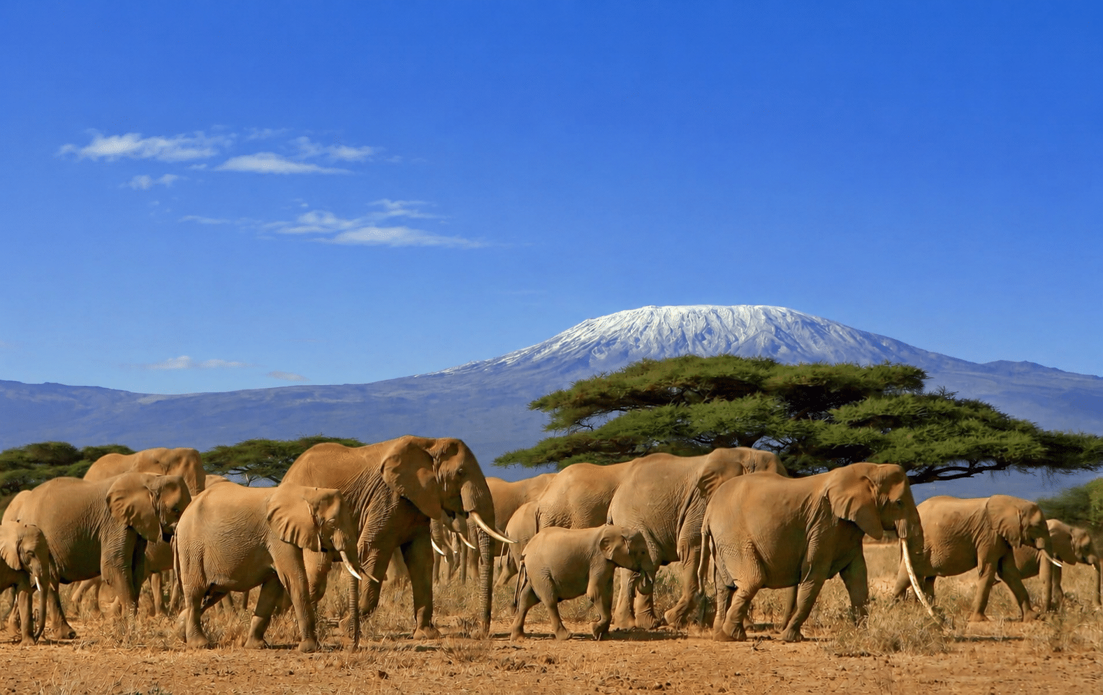 Masai Mara's private conservancies