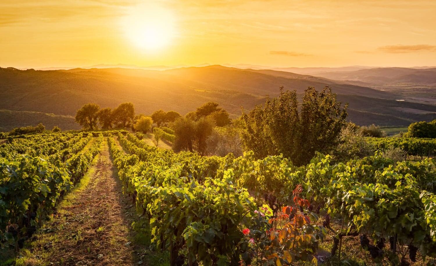 Montalcino