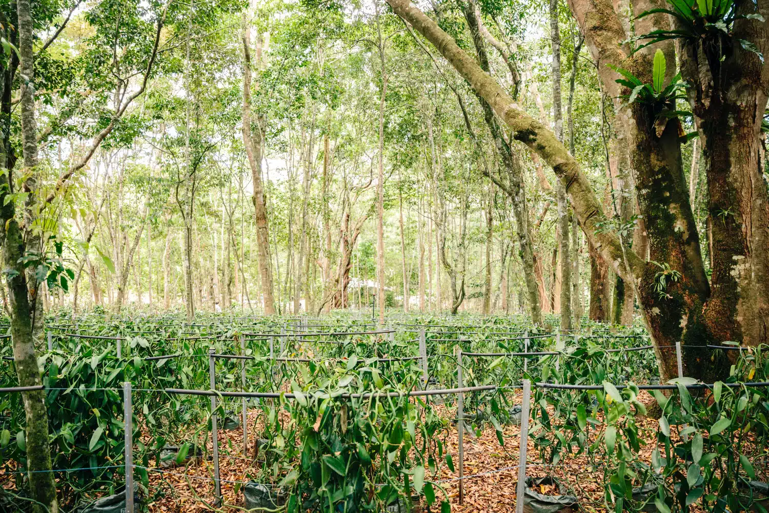 A Vanilla Farm on Taha’a