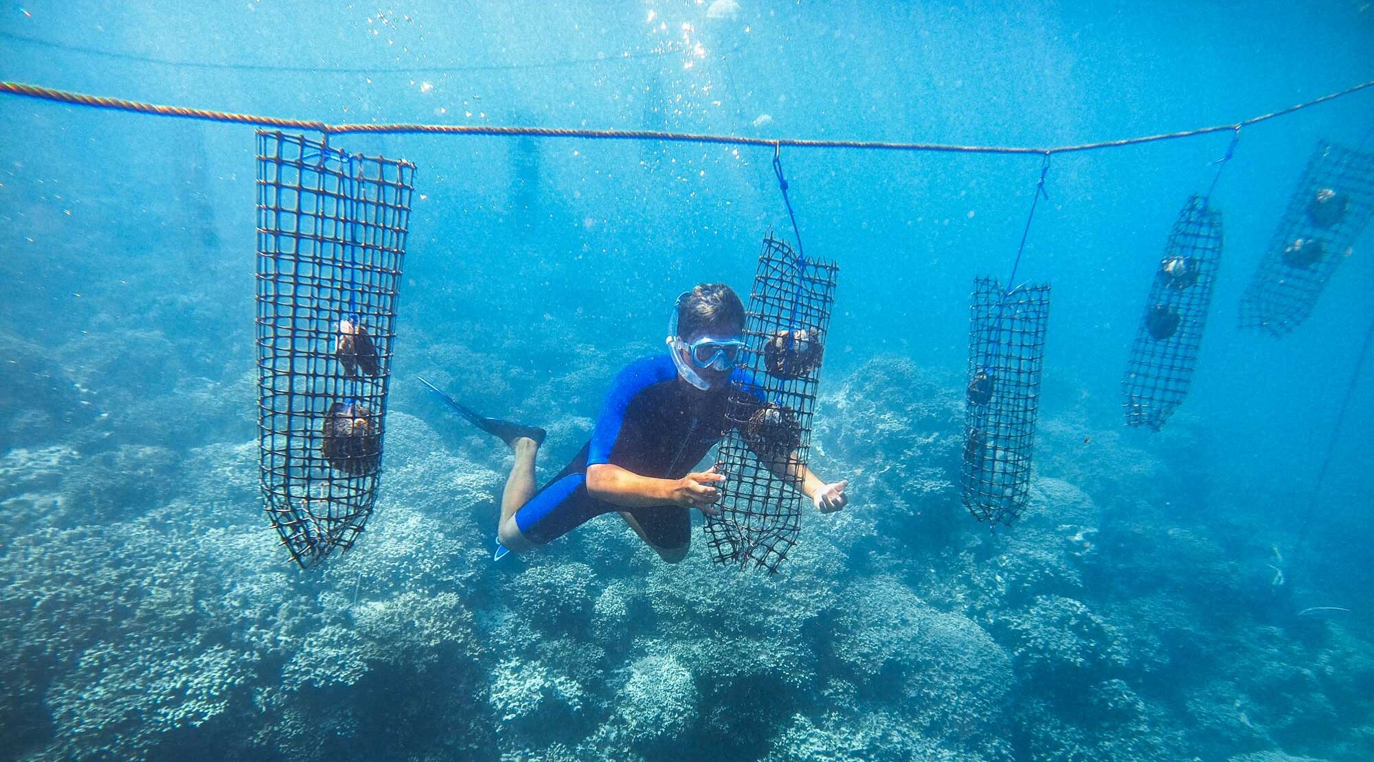 Tahitian pearl farm