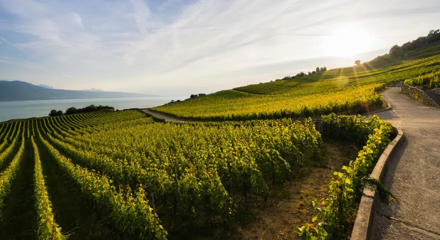 A path winds through the Lavaux vineyard rows above Lake Geneva at sunrise.