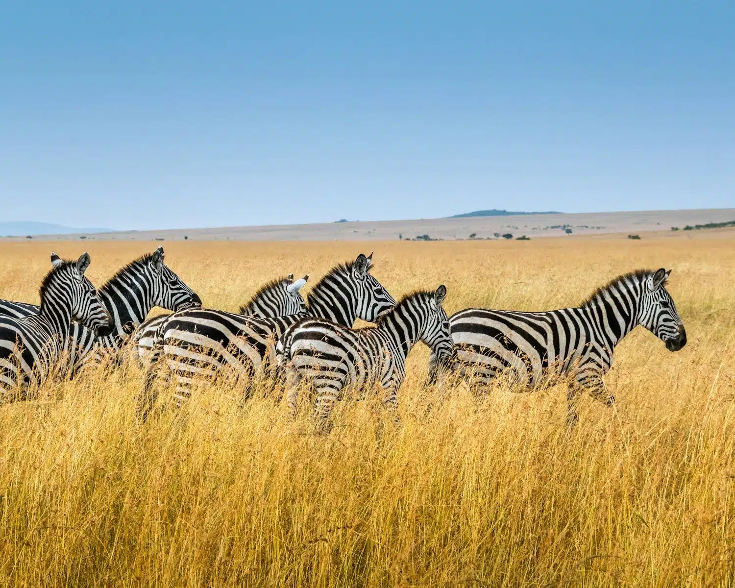 Maasai Mara
