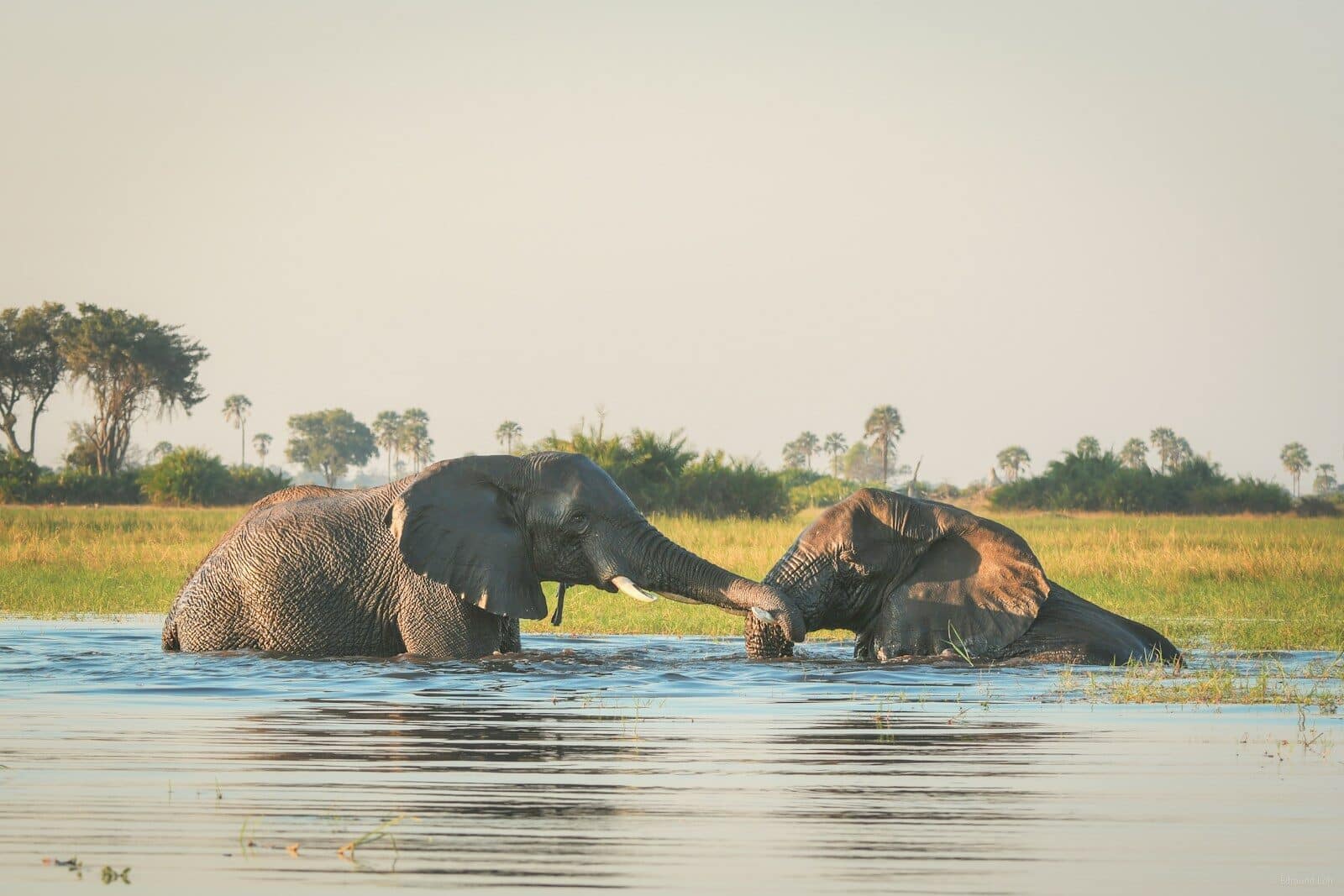 Okavango