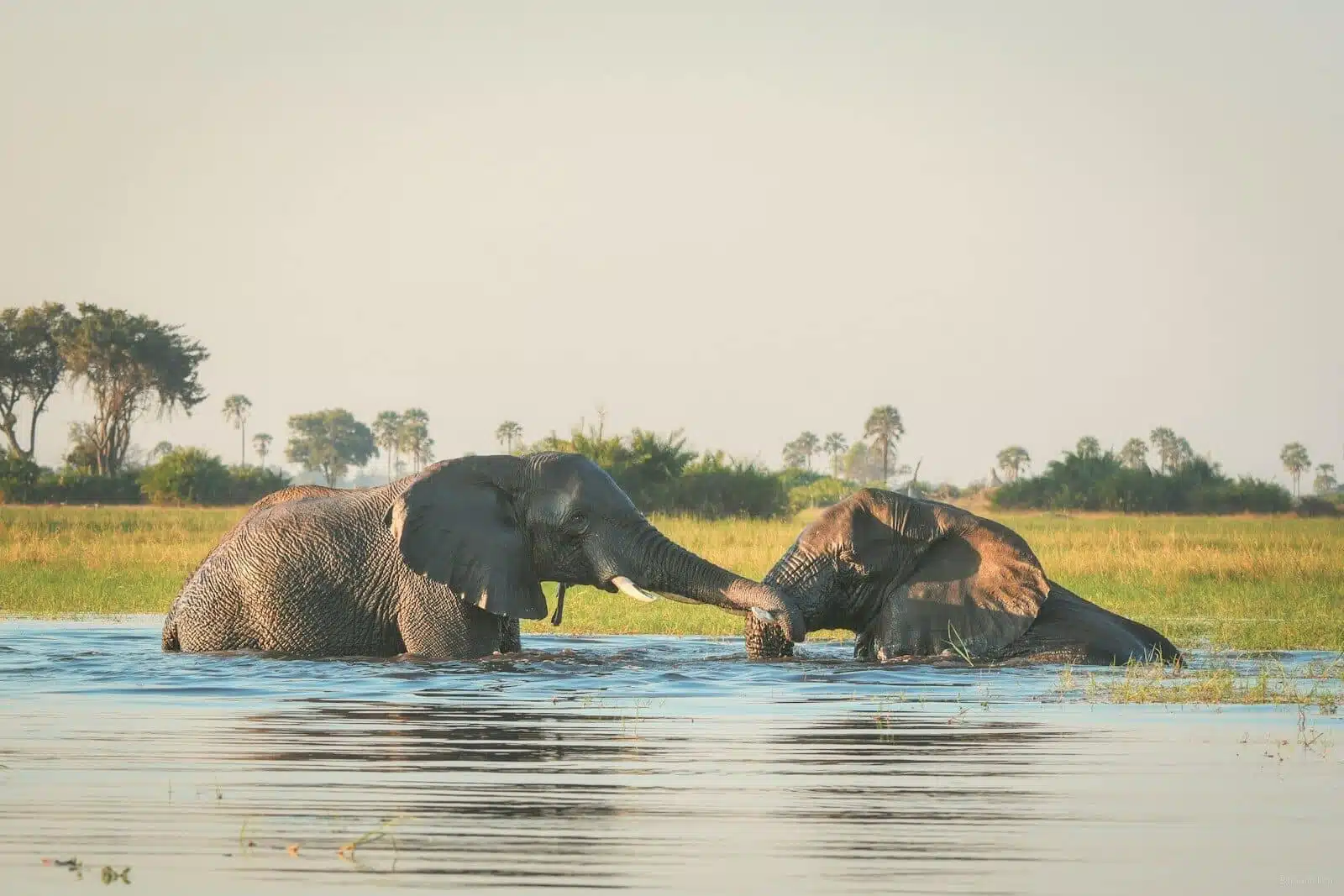 Okavango