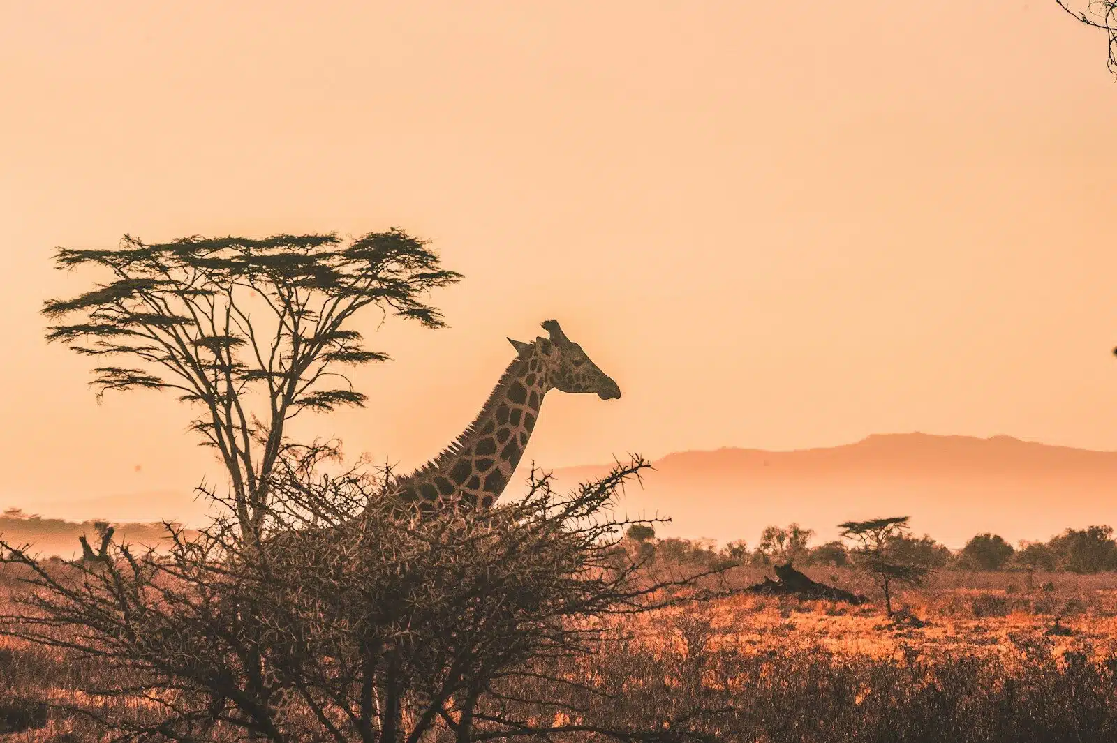 Kenya vs. South Africa for a First Safari
