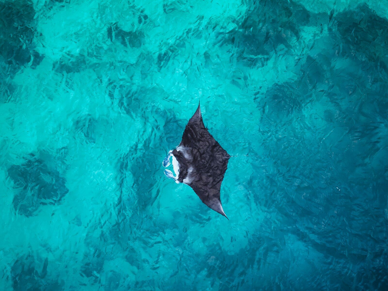 Manta ray
