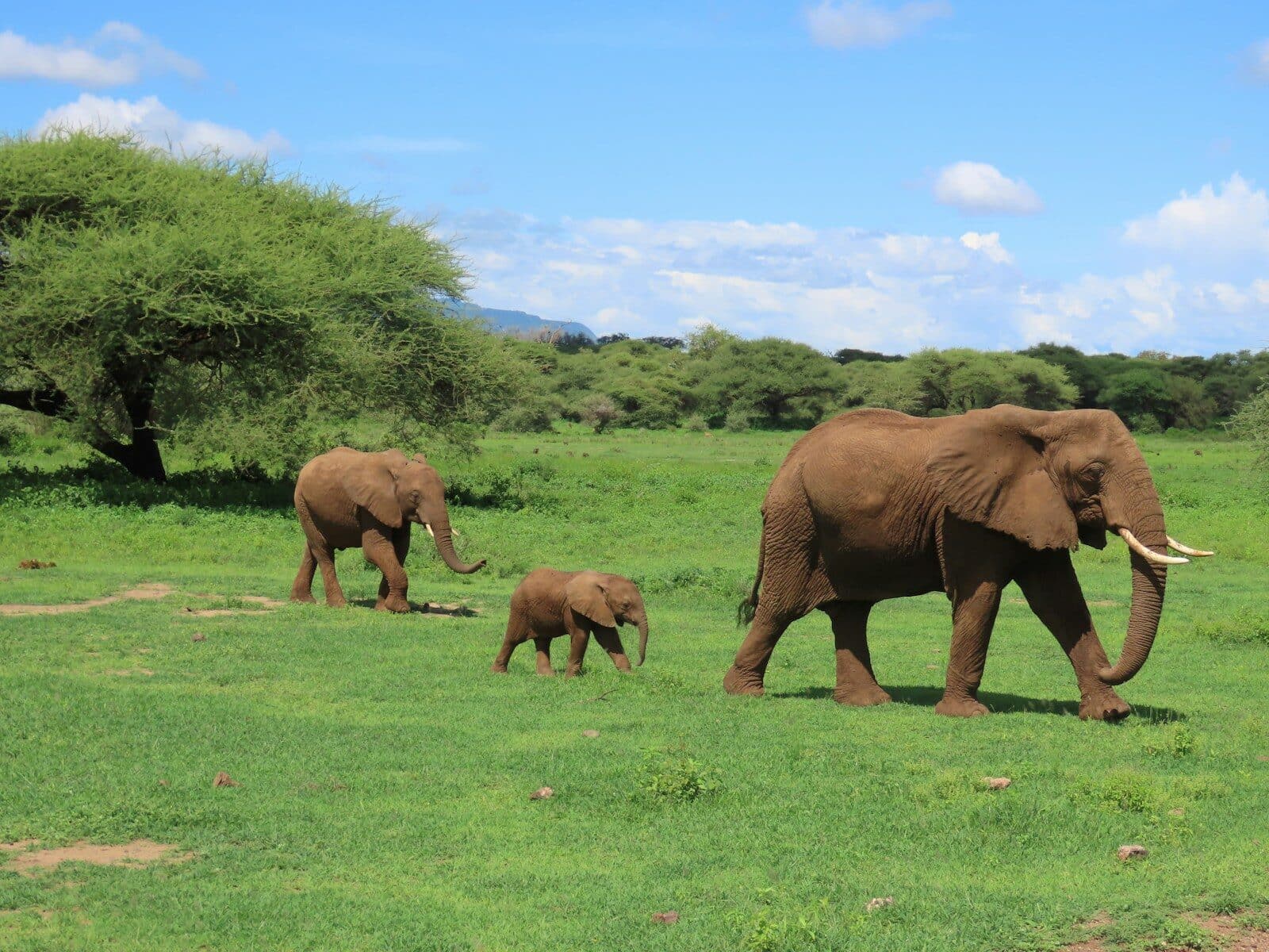 Serengeti