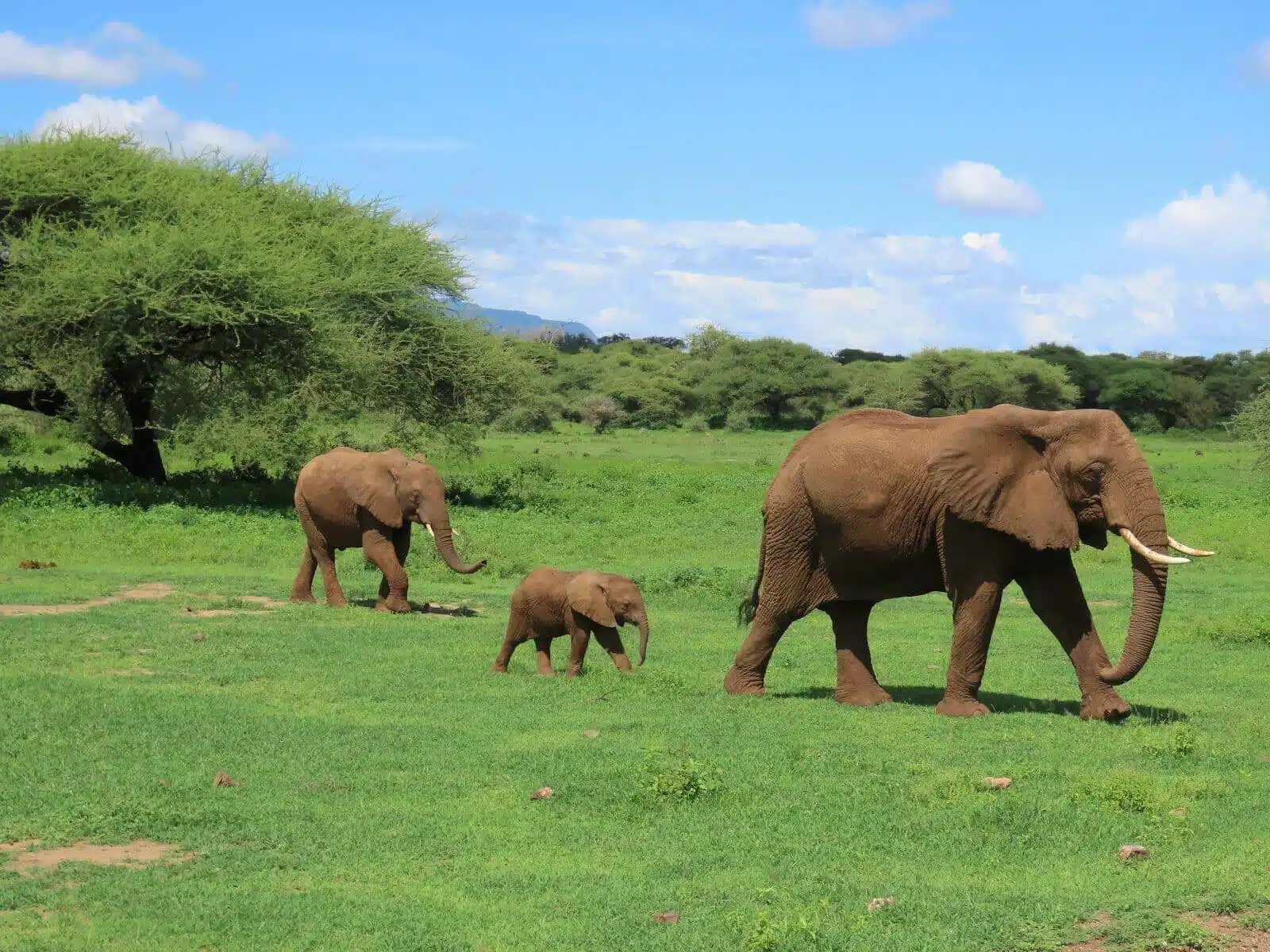 Serengeti