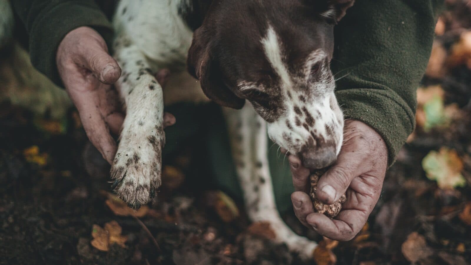 Truffle Hunting in the Crete Senesi