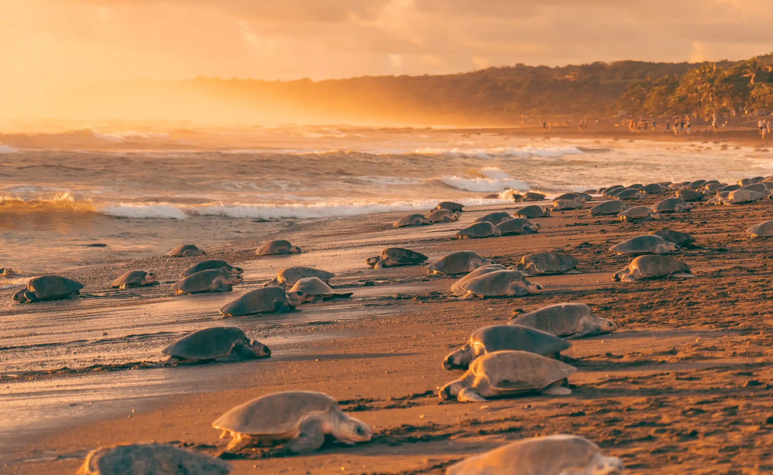 The Arribada: Sea Turtle Nesting at Ostional