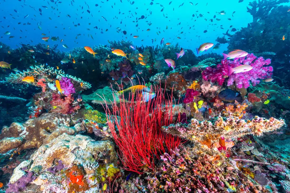 Diving Rainbow Reef: Taveuni in Luxury