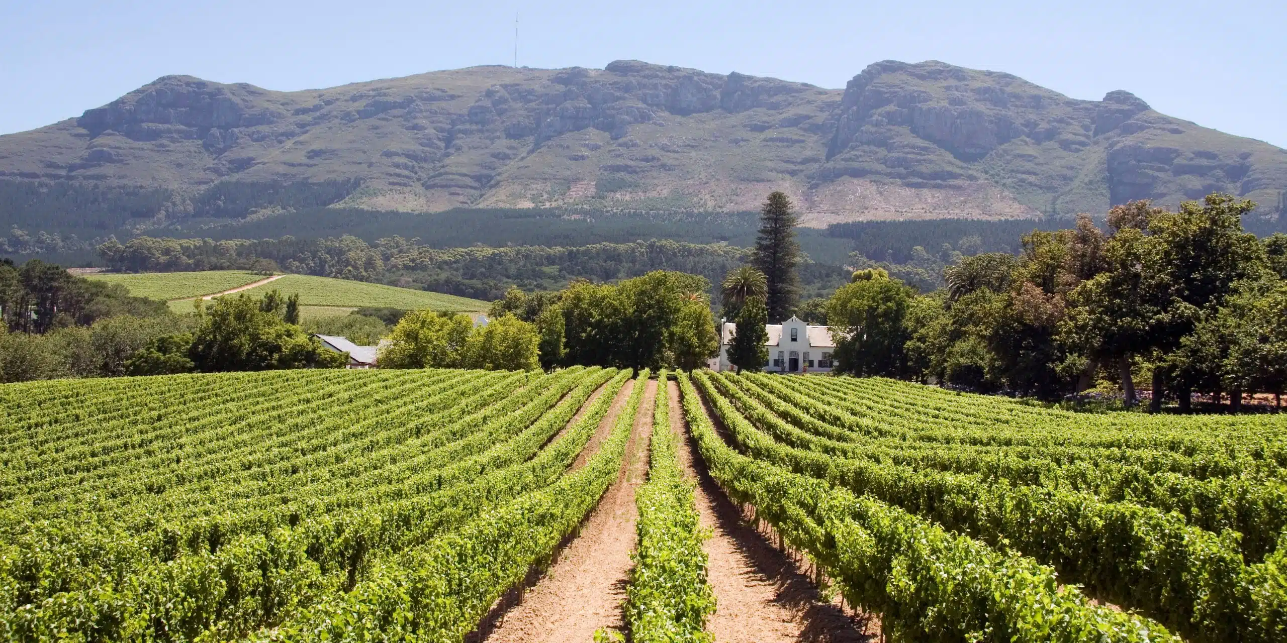 Winelands by Vintage Car