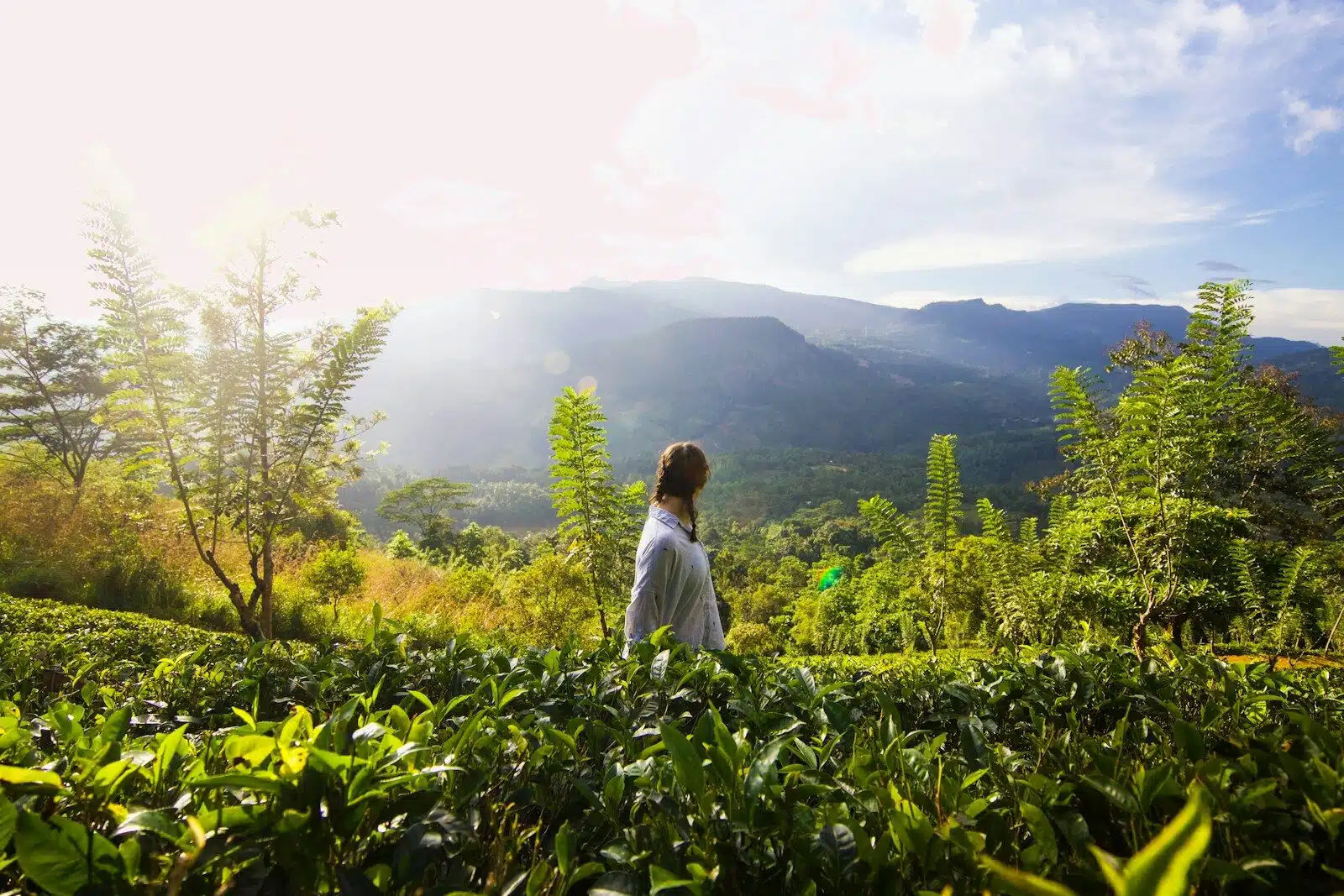 Visit a Tea Estate in the Highlands
